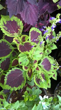 Coleus bitkileri de Coleus blumei veya Plectranthus scutellarioides olarak adlandırılır. 