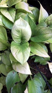 Epipremnum aureum ya da altın pothos ya da para bitkisi olarak da adlandırılan gümüş sarmaşık, Solomon Adaları sarmaşığı, mermer kraliçe ve taro üzümü.