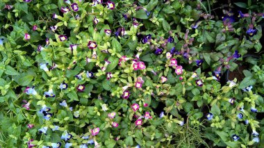 Torenia Fournieri lades kemiği çiçeği ya da mavi kanat çiçeği olarak da bilinir.