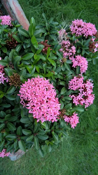 Közeli Kilátás Fehér Rózsaszín Ixora Virágok Növények — Stock Fotó