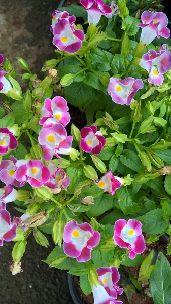 Torenia Fournieri Також Називається Квітка Головоломка Або Блакитна Квітка — стокове фото