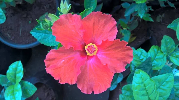 Πολύχρωμο Ιβίσκος Τριαντάφυλλο Λουλούδι Closeup Προβολή Εικόνας Για Χρήση Πολλαπλών — Φωτογραφία Αρχείου