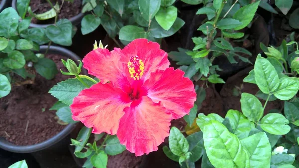 Kolorowy Hibiskus Lub Kwiat Róży Zbliżenie Widok Obraz Wielofunkcyjnego Użytku — Zdjęcie stockowe