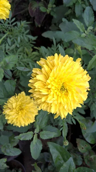 Color Amarillo Tagetes Flor Planta — Foto de Stock