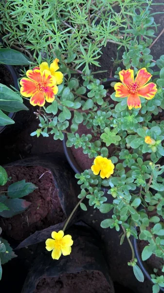 Scenic Uitzicht Oranje Gele Schaduw Kleur Bloemen Planten — Stockfoto