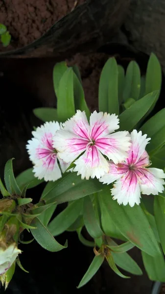 Vista Panorâmica Flores Esbranquiçadas Cor Rosa Planta — Fotografia de Stock