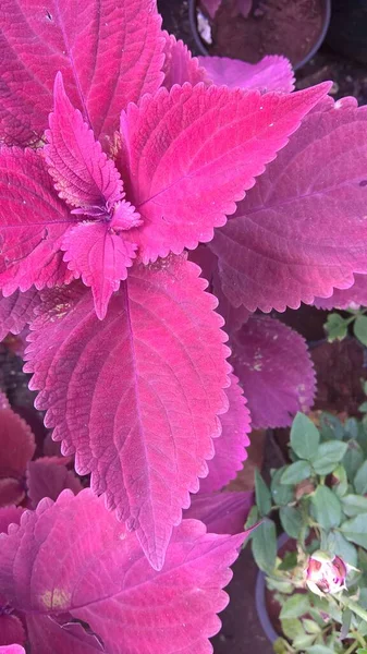 Coleus Növények Más Néven Coleus Blumei Vagy Plectranthus Scutellarioides — Stock Fotó