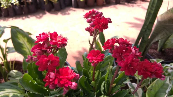 Scenic Kilátás Piros Színű Virágok Növény — Stock Fotó