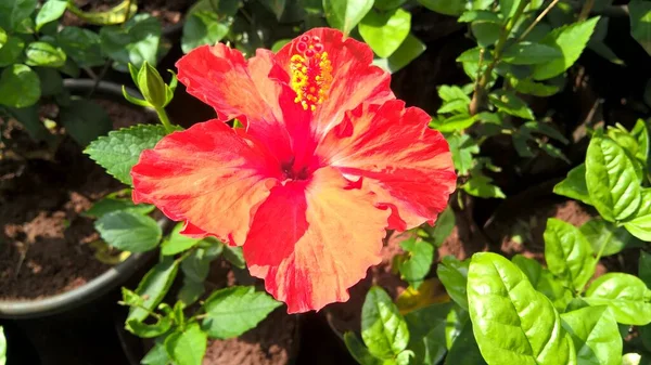 Imagen Colorida Vista Primer Plano Flor Hibiscus Rosemallow Para Uso — Foto de Stock