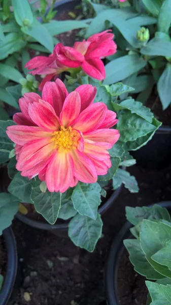 Pembe Yıldız Çiçeğinin Yakın Çekim Görüntüsü — Stok fotoğraf