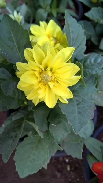 Widok Bliska Żółty Kwiat Dahlii — Zdjęcie stockowe