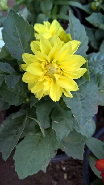 Widok Bliska Żółty Kwiat Dahlii — Zdjęcie stockowe