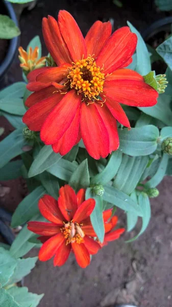 Vue Rapprochée Fleur Plante Aster Orange — Photo