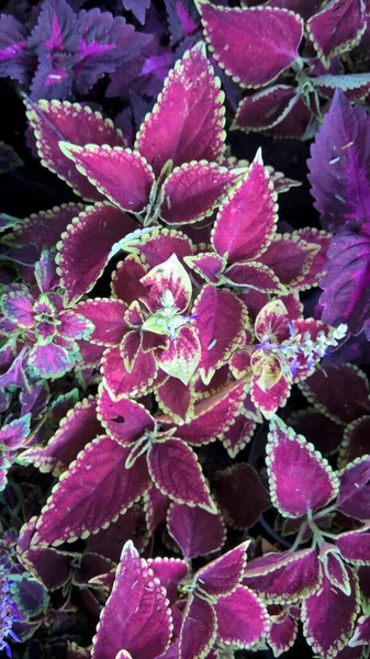 Coleus Blumei Plectranthus Scutellarioides 라고도 불리는 — 스톡 사진