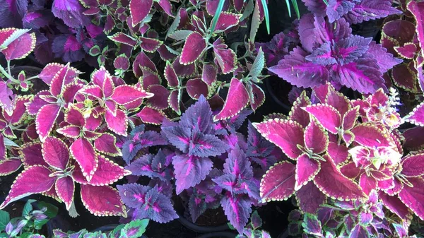 科氏植物也被称为蓝梅 Coleus Blumei 或白花菜 Plectranthus Scutelloides — 图库照片