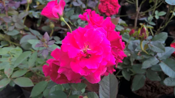 Vista Cerca Del Ramo Flores Rosas — Foto de Stock