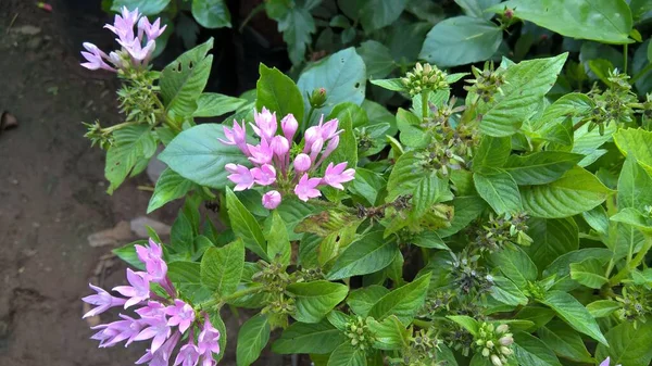 Мальовничий Вид Білі Фіолетові Квіти Рослини Багатоцільового Використання — стокове фото