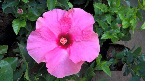 Hibiscus Coloré Fleur Romarin Vue Rapprochée Image Pour Une Utilisation — Photo