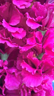 Hibiscus ya da gül çiçeğinin manzarası 