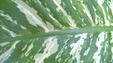 Dambıl manzarası veya Dieffenbachia maculata yaprakları 