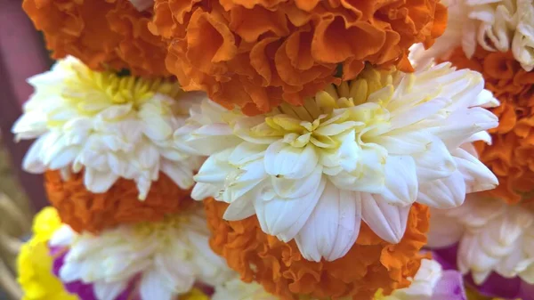 Caléndula Color Naranja Tagetes Flor Atada Los Crisantemos Flor —  Fotos de Stock