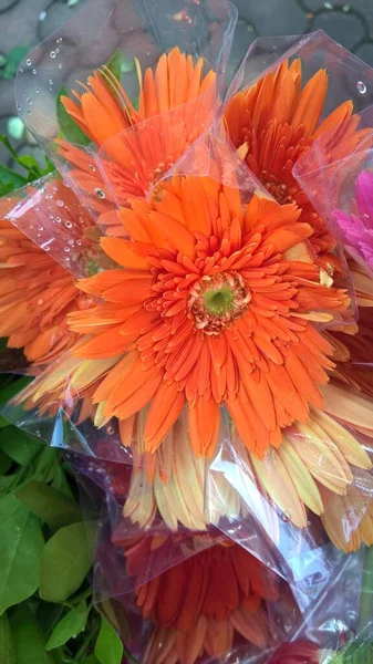 Pohled Květinu Orange Gerbera Daisy — Stock fotografie