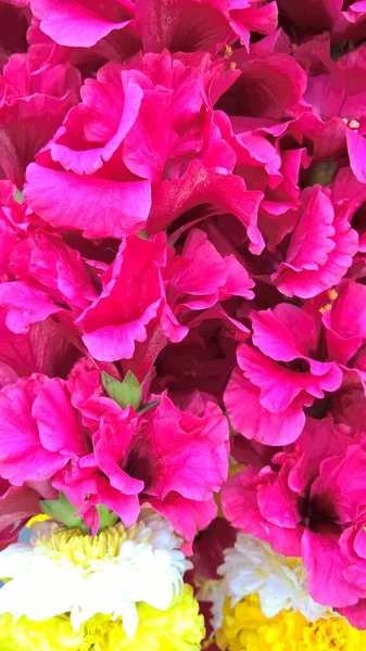 Hibiscus Gül Çiçeğinin Manzarası — Stok fotoğraf