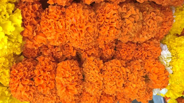 Caléndula Color Naranja Tagetes Flor Planta —  Fotos de Stock