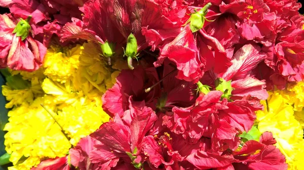 Vista Panorâmica Hibisco Flor Rosada — Fotografia de Stock