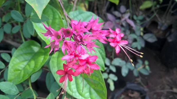 Vista Panorámica Flores Plantas Color Rosa — Foto de Stock
