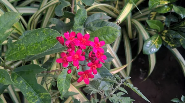 Szenische Ansicht Der Roten Farbe Blumen Und Pflanzen — Stockfoto