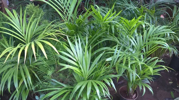 Areca Palmiye Yaprağı Bitkisinin Yakın Görüntüsü — Stok fotoğraf