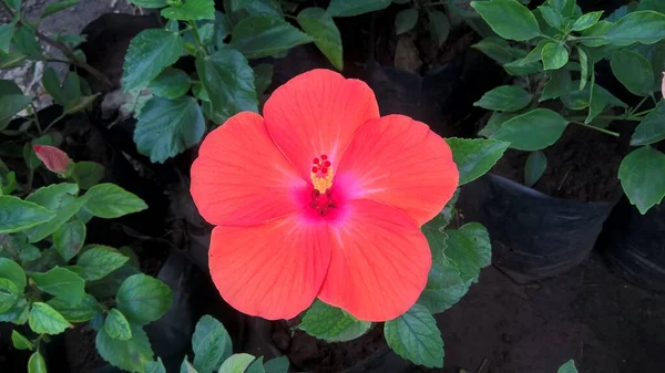 Närbild Hibiscus Eller Rosmarin Blomma — Stockfoto