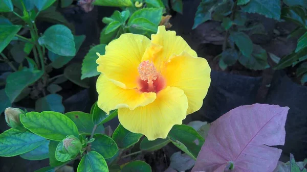 Vista Primer Plano Hibiscus Flor Rosemallow — Foto de Stock