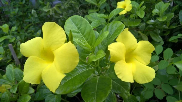 Allamanda Cathartica Comumente Chamado Trompete Dourado Trumpetvine Comum Allamanda Amarela — Fotografia de Stock