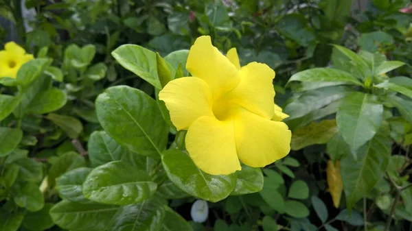 Allamanda Cathartica Közismert Nevén Arany Trombita Közös Trombita Sárga Allamanda — Stock Fotó