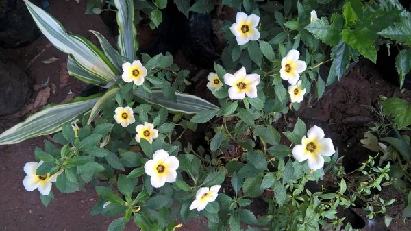 Vista Cênica Cor Branca Amarela Anêmona Flores Planta — Fotografia de Stock