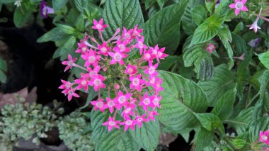 Beyaz pembe çiçeklerin ve bitkilerin manzarası 