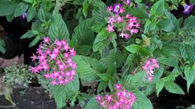 Beyaz pembe çiçeklerin ve bitkilerin manzarası 