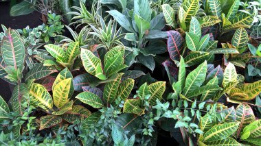 çok amaçlı kullanım için yeşil bitkilerin manzarası