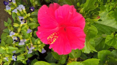 çok amaçlı kullanım için Hibiscus veya Rosemlet çiçeğinin manzarası