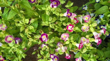 Torenia Fournieri 'nin manzarası lades kemiği çiçeği veya mavi kanat çiçeği ve bitkilerin çok amaçlı kullanımı olarak da adlandırılır.