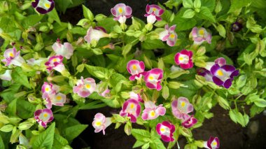 Torenia Fournieri 'nin manzarası lades kemiği çiçeği veya mavi kanat çiçeği ve bitkilerin çok amaçlı kullanımı olarak da adlandırılır.