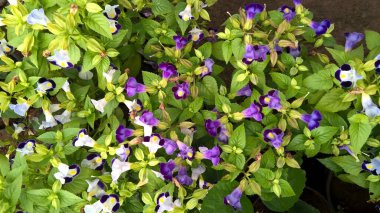 Torenia Fournieri 'nin manzarası lades kemiği çiçeği veya mavi kanat çiçeği ve bitkilerin çok amaçlı kullanımı olarak da adlandırılır.