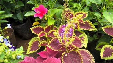 Coleus bitkileri de Coleus blumei veya Plectranthus scutellarioides olarak adlandırılır. 
