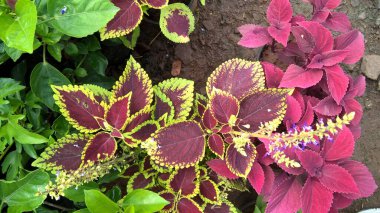 Coleus bitkileri de Coleus blumei veya Plectranthus scutellarioides olarak adlandırılır. 