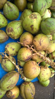 Taze yeşil hindistan cevizlerinin manzarası, Cocos nucifera palmiye ağacı ailesinin bir üyesidir.