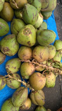 Taze yeşil hindistan cevizlerinin manzarası, Cocos nucifera palmiye ağacı ailesinin bir üyesidir.