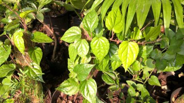 çok amaçlı kullanım için Betel yaprağı bitkilerinin manzarası