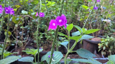 Renkli çiçek ve bitkilerin manzarası